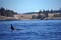 1998-07 Orcas Island 13 Whale Watching